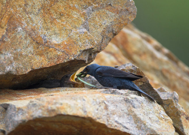 弱肉強食 淡淡王-4.jpg