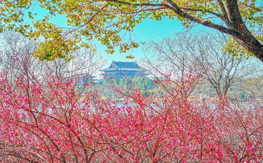 梅香漫園區(qū)！邂逅初春限定浪漫